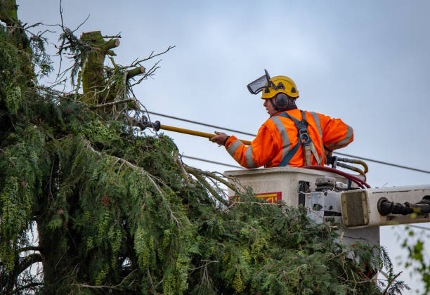 Tree and Shrub Care in West Hollywood, CA