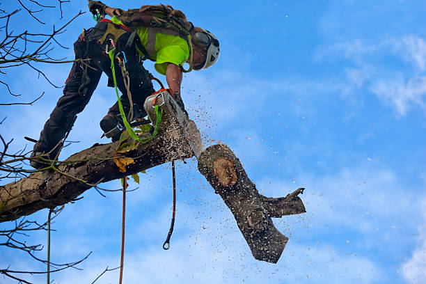 Reliable West Hollywood, CA Tree Removal Services Solutions